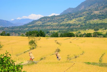 Nepal mit Kindern - Besondere an Nepal mit Kindern - Felder in Nepal