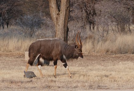 Namibia Familienreisen - Namibia Family & Teens - Otjiwa Safari Lodge - Tiere
