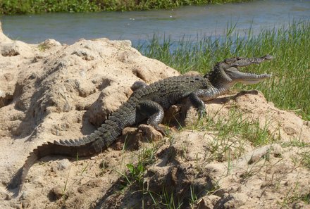 Sri Lanka young family individuell - Sri Lanka Individualreise mit Kindern - Krokodil im Minneriya Nationalpark