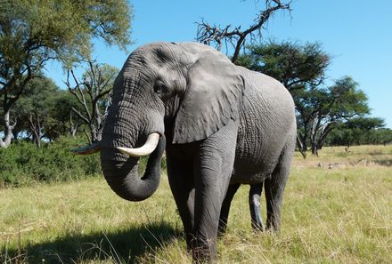 Botswana Familienreise - Botswana Family & Teens - Nahaufnahme Elefant