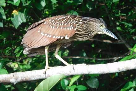 Familienurlaub Malaysia & Borneo - Malaysia & Borneo for family individuell - Kinabatangan River - brauner Vogel