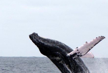 Familienreise Ecuador - Wale