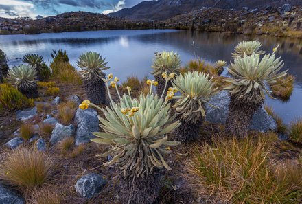 Kolumbien Familienreise - Kolumbien Family & Teens - Pflanzen am See im Los Nevados Nationalpark