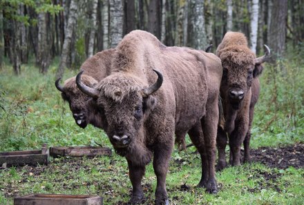 Baltikum for family - Wisentengehege - Wisenten auf der Wiese