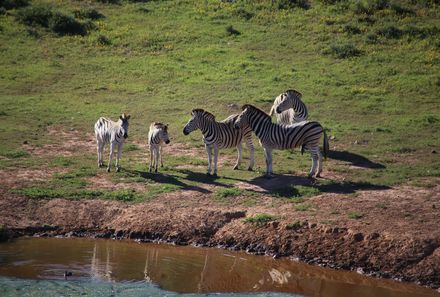 Garden Route mit Kindern Familiensafari - Addo Zebras Südafrika