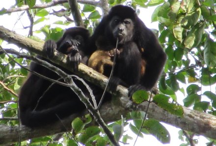 Costa Rica Familienreise - Costa Rica for family - Bruellaffe