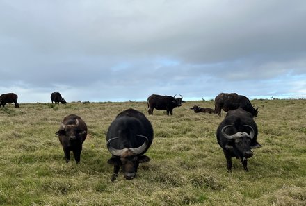 Südafrika Garden Route mit Kindern - Kariega Private Game Reserve - Büffel