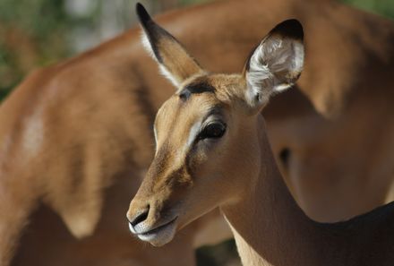 Botswana mit Jugendlichen - Gazelle