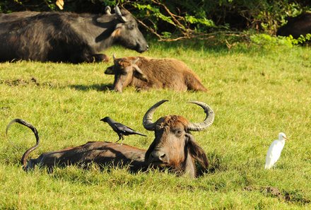 Sri Lanka for family individuell - Sri Lanka Individualreise mit Kindern - Büffel im Nationalpark