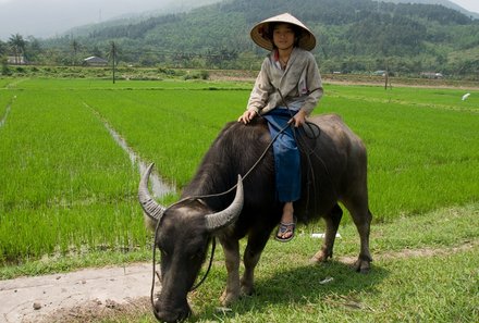 Familienreise Vietnam - Frau und Ochse