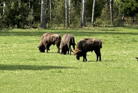 Baltikum for family - Wisentengehege - Wisenten in der Natur