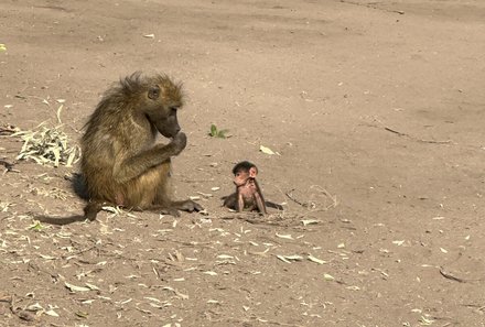 Botswana mit Kindern - Botswana Fly-In-Safari individuell - Chobe Nationalpark mit Affen