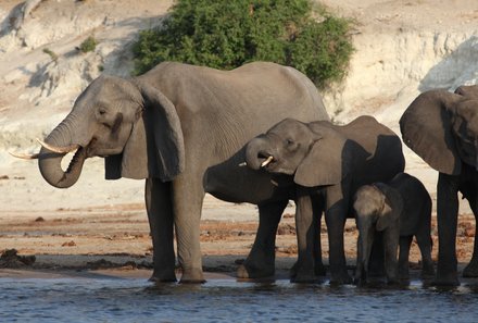 Namibia & Botswana mit Jugendlichen - Namibia & Botswana Family & Teens - Safari im Chobe Nationalpark - Elefanten