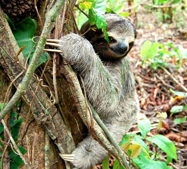 Costa Rica mit Kindern - Faultier