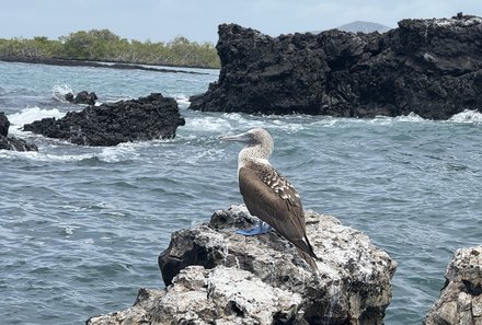 Familienreise Galapagos und Ecuador - Galapagos Family & Teens - Blaufußtölpel am Meer