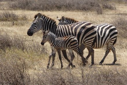 Tansania Familienreise - Tansania Family & Teens - Lake Manyara Nationalpark - Safari