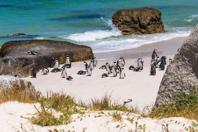 Südafrika Familienreise - Südafrika for family individuell - Pinguine