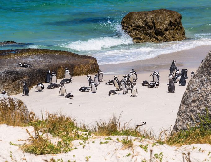 Garden Route for family - Pinguine