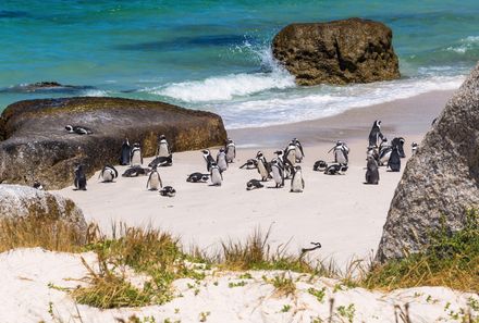 Südafrika Familienreise - Südafrika for family individuell - Pinguine