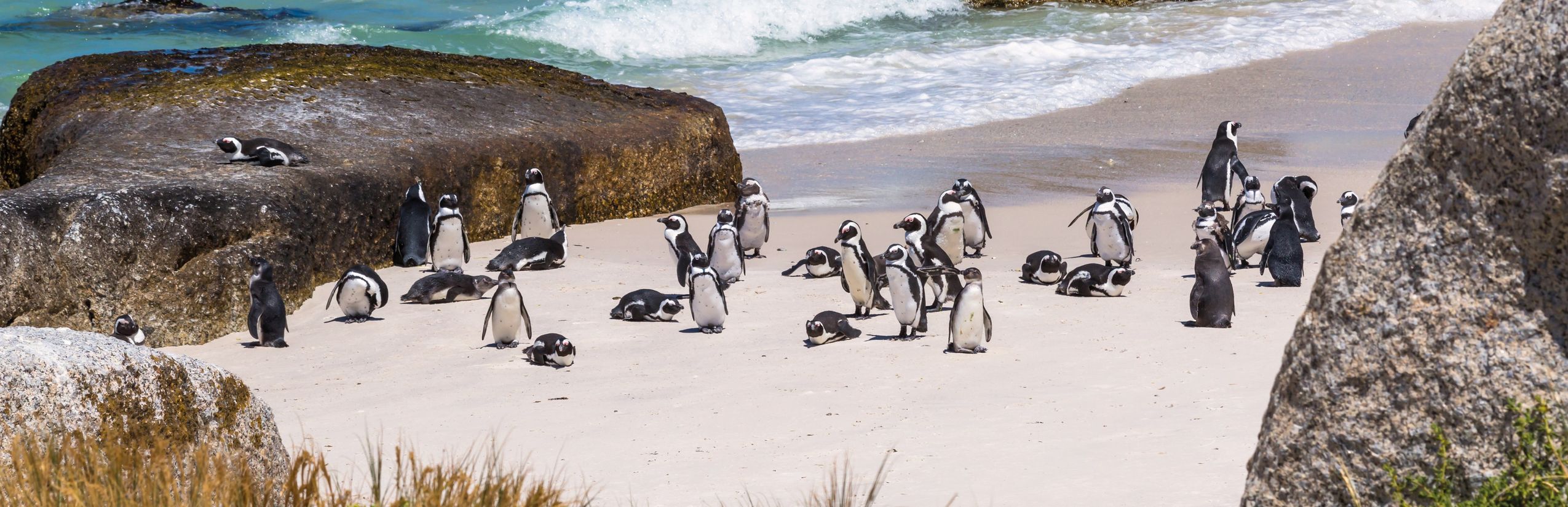 Garden Route for family - Pinguine