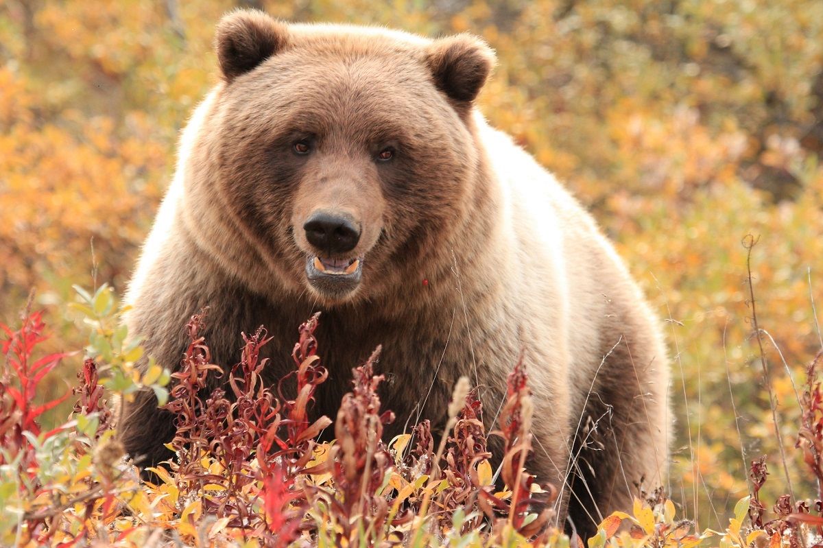 Kanada mit Kindern - Bär