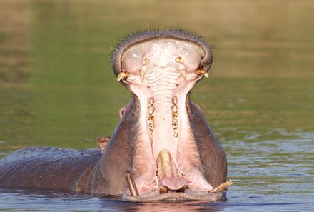 Botswana Familienreise - Botswana Family & Teens - Nilpferd im Fluss