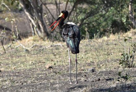 Garden Route mit Kindern Familiensafari - Südafrika Vögel
