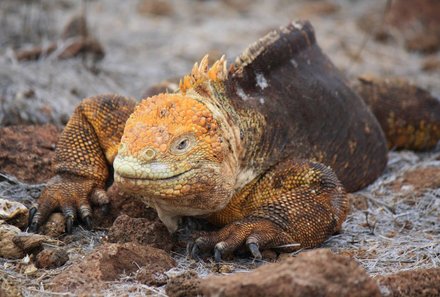 Familienreise Galapagos - Galapagos for family - Landleguan