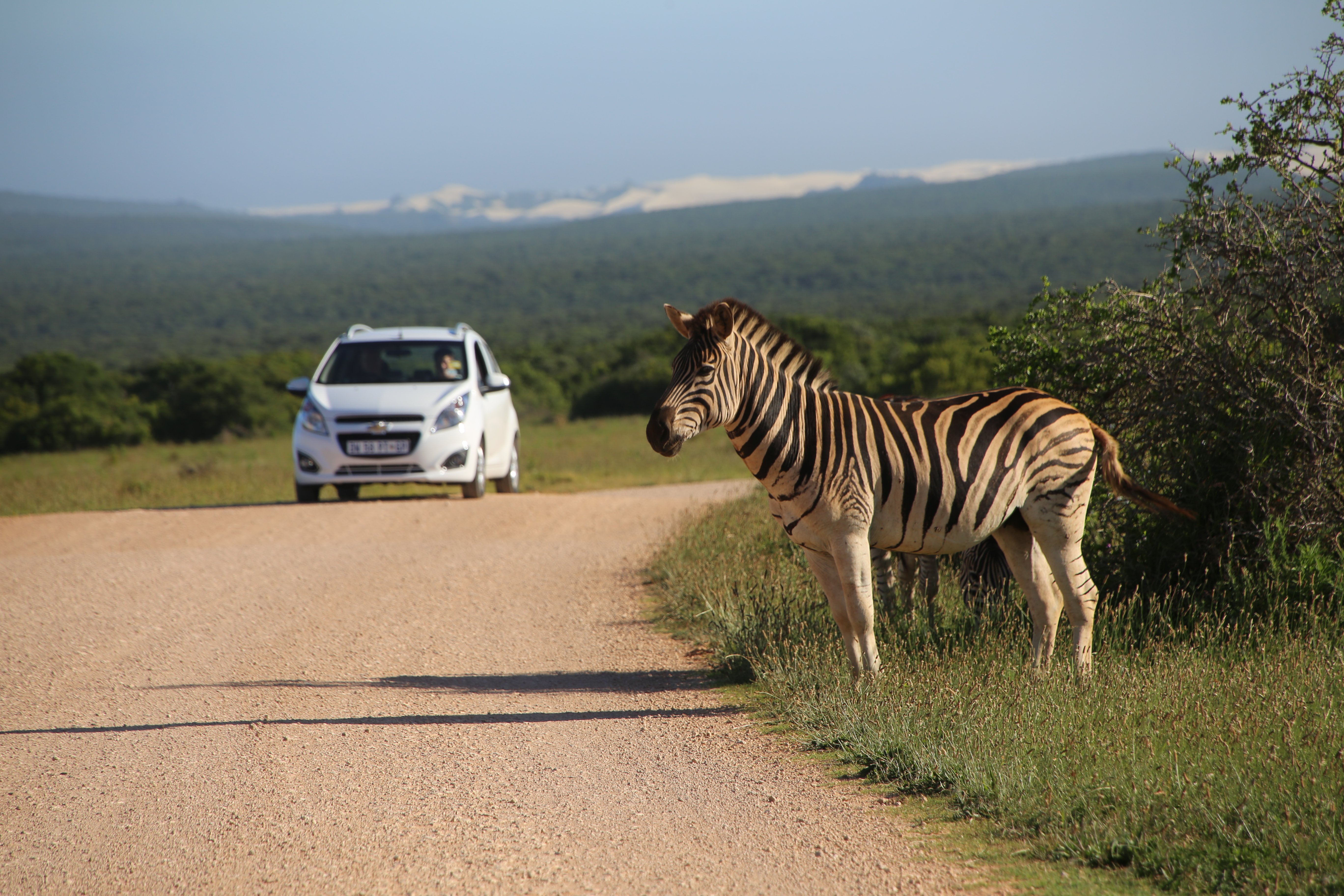 Garden Route mit Kindern - Reisebericht zu Südafrika Reisen mit Kindern - Zebra im Addo Elephant Park