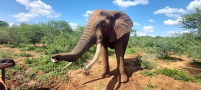 Südafrika For Family - Feedback Woller - Elefant