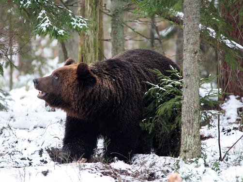 Estland Familienreise - außergewöhnliche Unterkünfte von For Family Reisen - Braunbär im Schnee