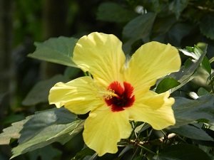 Sri Lanka Familienreise - Sri Lanka for family - gelbe Blume