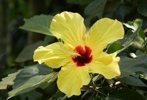 Sri Lanka Familienurlaub - Sri Lanka for family - Sri Lanka Blume