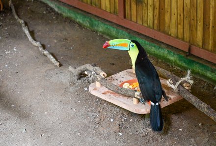 Costa Rica for family Deluxe - Familienreise in Costa Rica - Vogel im Jaguar Rescue Center