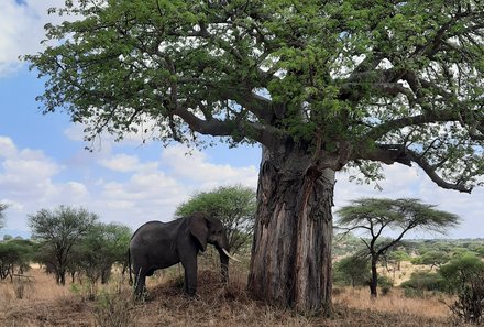 Serengeti mit Kindern individuell - Best of Familiensafari Serengeti - Elefant unter großem Baum