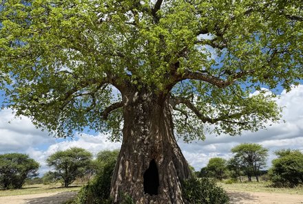 Tansania Familienreise - Tansania for family individuell - Familienabenteuer Tansania - Baobab Baum