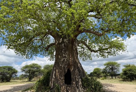 Serengeti mit Kindern individuell - Best of Familiensafari Serengeti - Afrikanischer Baum