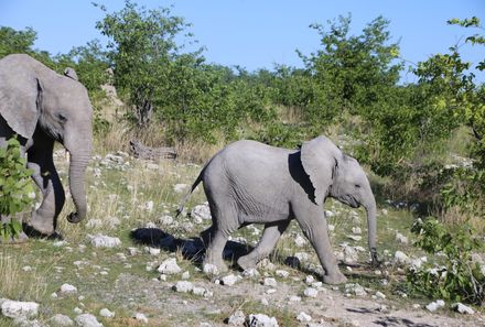 Namibia mit Kindern - Namibia individuell - Etosha Nationalpark - zwei Elefanten