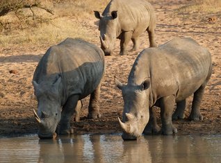 Familienreise_Suedafrika_Nashoerner trinken