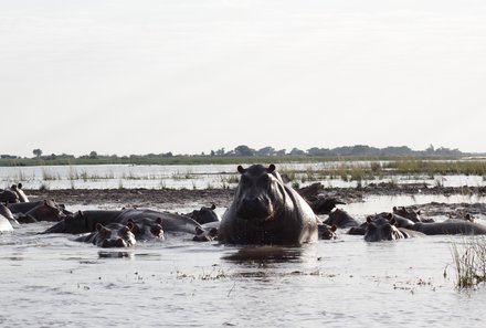 Namibia & Botswana mit Jugendlichen - Namibia & Botswana Family & Teens - Kwando Fluss - Nilpferde im Fluss