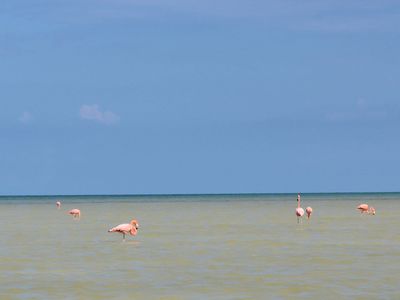 Familienreise Mexiko - Mexiko for family - Flamingos