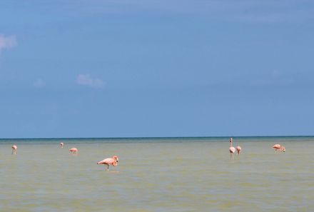 Mexiko Familienreise - Mexiko for young family individuell - Bootsfahrt Rio Lagartos - Flamingos