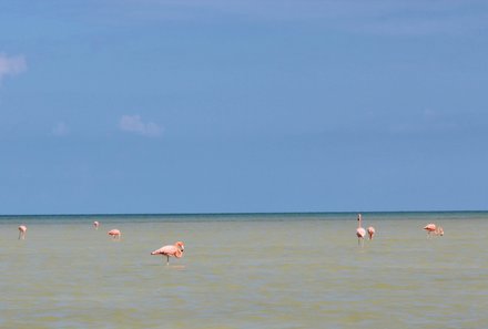 Mexiko mit Kindern - Expertin für Mexiko und Afrika Familienurlaub - Flamingos