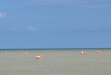 Familienreise Mexiko - Mexiko for family - Flamingos