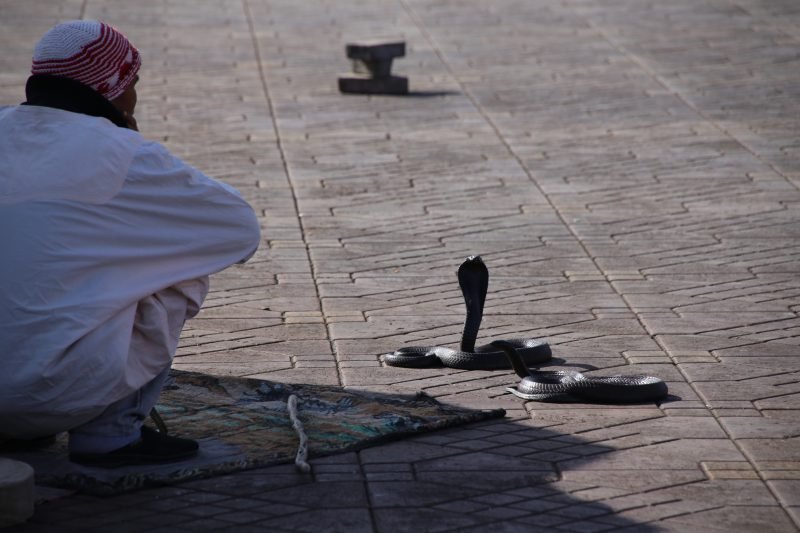 Marokko mit Kindern - Ein Tag in Marrakesch mit Kindern - Schlangenbeschwörer