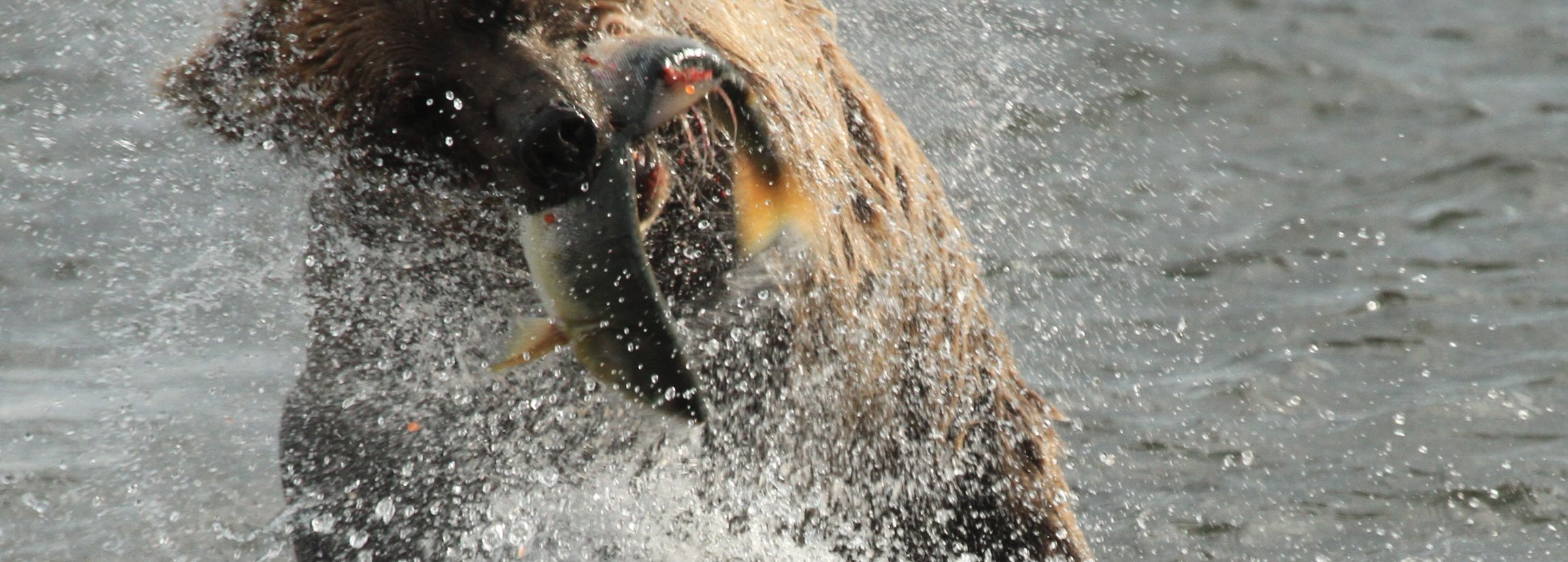 Kanada mit Kindern - Gründe nach Kanada zu reisen - Grizzlybär fängt Fisch