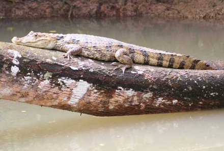 Familienreise Costa Rica - Costa Rica Family & Teens - Krokodil - Safari Bootsfahrt