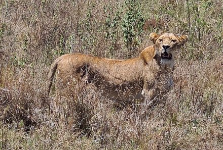 Tansania Familienreise - Tansania for family - Serengeti - Löwe