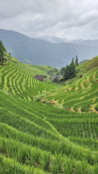 Feedback CNFFAL - China for family - Sommer 2025 - Reisterrassen