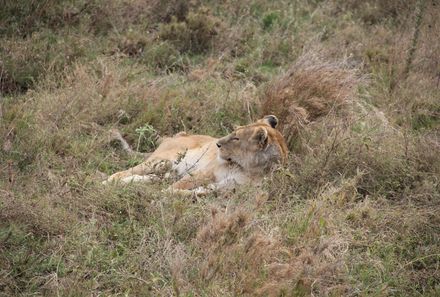 Familienreise Tansania - Tansania for family individuell Best of Familiensafari Serengeti - Löwe in der Ngorongoro Conservation Area